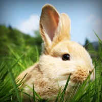 /album/zahradka-v-brne/photolia-a03-jpg/